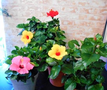 dscn4381-2