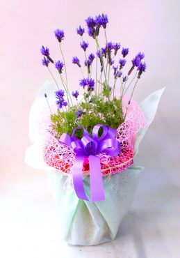 母の日に｜「花昭」　（神奈川県藤沢市の花キューピット加盟店 花屋）のブログ