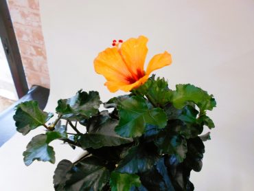 今年もハイビスカスが入荷しました！！|「花昭」　（神奈川県藤沢市の花屋）のブログ
