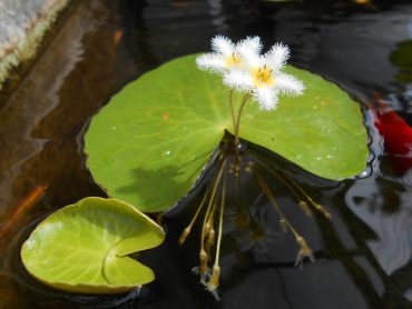 ガガブタ|「花昭」　（神奈川県藤沢市の花屋）のブログ